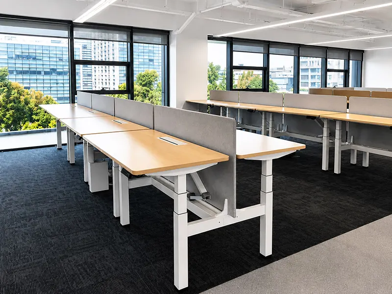 height adjustable workstations with privacy screens in an open plan office