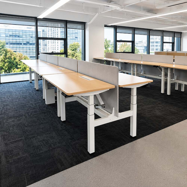 height adjustable benching workstations with light wood desktops and gray divider screens